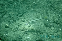 P7300417