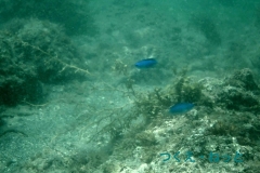 P7300418