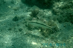 P7300419