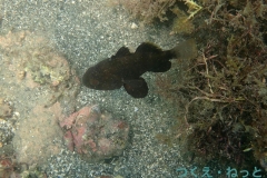P7300423