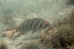 P7300428
